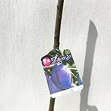 プルーン 苗木 プレジデント 12cmポット苗 プルーン苗