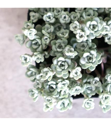 ❣️札付き ①多肉植物 セダム つぶつぶ屋 ★おひめ★ 抜き苗 ❣️札付き ①多肉植物 セダム つぶつぶ屋 ☆おひめ☆ 抜き苗 Amazon