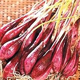 国華園　種球　ラッキョウの仲間　越のレッドP　250g【※発送が国華園からの場合のみ正規品です】