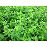 オレガノ 9cmポット