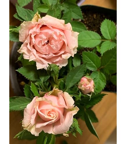 Amazon.co.jp: 四季咲き薔薇の苗 3種 抜き苗 : DIY・工具・ガーデン