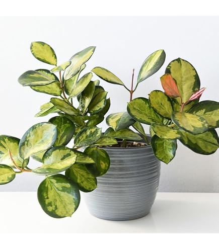 Amazon｜観葉植物 斑入り ホヤ ヘウスケリアーナ バリエガータ 7.5cm