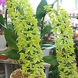 グラマトフィラム　アーチ型陶器鉢植え　グリーン色の豪華な蘭の花　誕生日などのお祝いプレゼントに