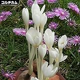 国華園　夏植え球根 コルチカム オータムナーレアルバ 1球【※発送が国華園からの場合のみ正規品です】