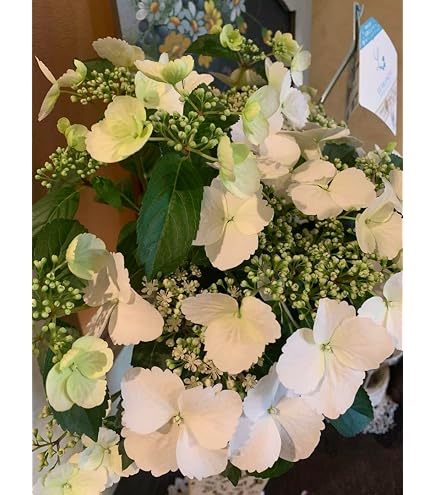 Amazon｜紫陽花 大鉢8号 ラグランジア ブライダルシャワー｜観葉植物