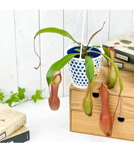 Amazon.co.jp: 【charm】(食虫植物) ウツボカズラ ネペンテス