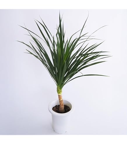 Amazon｜観葉植物ドラセナ ワーネッキー【ジェイドジュエル】｜観葉