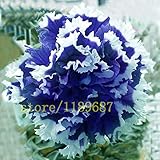 100 pcs rare blue petunia seeds flower hanging petunia Petunia Petals,Annuals,Four Seasons Can Be Pl