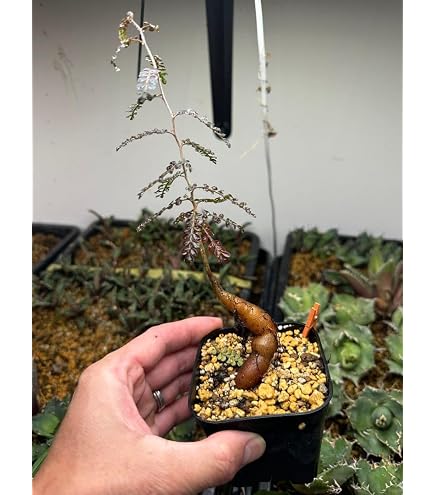 Amazon｜コーストバンクシア｜観葉植物 オンライン通販