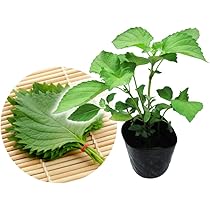 大葉苗 薬味 青じそ苗 大葉 青じそ 大葉の苗 苗 挿し木 野菜 Amazon.co.jp: 青シソ【 大高 】9cmポット苗／丸葉青しそ : DIY
