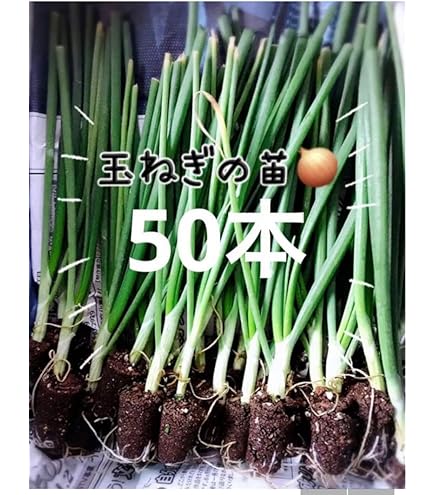Amazon.co.jp: 玉ねぎ苗（超極早生）F1超極早生玉葱 200本 / 国華園 25