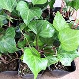 ヘデラ カナリエンシス 28ポットセット オカメヅタ 常緑 つる性