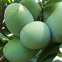 Amazon.co.jp: ポポー2年生接木苗/5号ポット苗(品種:宝珠)【果樹