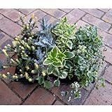 おためし4種12株セット：人気のカラーリーフ[白妙菊・ロータス・ビンカマジョール・グレコマ] ノーブランド品