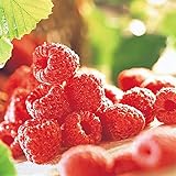 国華園　果樹苗　キイチゴ　インディアンサマー　1株【※発送が国華園からの場合のみ正規品です】