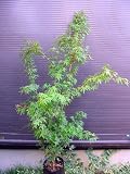 株立 イロハ紅葉 160 イロハモミジ いろはもみじ 落葉樹
