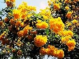 Thai yellow bells Tecoma stans Bignoniaceae 10 Seeds ThailandMrk