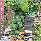 毎日が収穫 【鈴なり】芽キャベツ5号鉢 【野菜苗】
