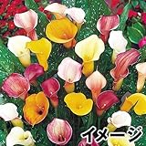 国華園　春植え球根 畑地性カラーミックス(無選別) 6球【※発送が国華園からの場合のみ正規品です】