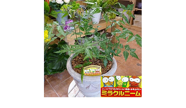 Amazon ミラクルニームの木 アンティーク風のテラコッタ 大株仕上げタイプ プラスチック鉢では味わえない清潔オシャレ仕上げ 害虫対策 防虫効果 虫よけ 節電対策 約２００種類以上の害虫に効果があると言われる 天然植物農薬 ニーム ニームの木 エディブルフラワー