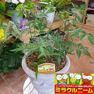 Amazon ミラクルニームの木 アンティーク風のテラコッタ 大株仕上げタイプ プラスチック鉢では味わえない清潔オシャレ仕上げ 害虫対策 防虫効果 虫よけ 節電対策 約２００種類以上の害虫に効果があると言われる 天然植物農薬 ニーム ニームの木 エディブルフラワー
