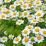 ハーブ 苗 【ワイルドフィーバーフュー】 3号ポット×5株セット