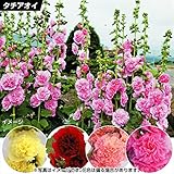 国華園　花苗　巨大タチアオイ　八重咲ミックス　10株【※発送が国華園からの場合のみ正規品です】