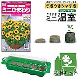 【ノーブランド品】春まき種の苗つくりセット：ひまわり：ミニひまわり　小夏（矮性種）[草丈30cm 4～6月まき]