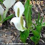 (ビオトープ/水辺植物)水芭蕉(ミズバショウ)の苗(5ポット) 本州・四国限定[生体]