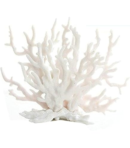 激レア！希少 本物 テーブルサンゴ 珊瑚 imgrc0082950941.jpg