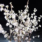 山形県天童産 啓翁桜 （Ｂ級品） 約125cm × 5-10本 ／山形県錦の会