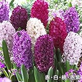 国華園 秋植え球根 エレガントヒヤシンスセット 4色8球（各2球）【※発送が国華園からの場合のみ正規品です】