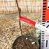 木イチゴ 苗木 構苺 12cmポット苗 かじいちご 木いちご 苗 木苺