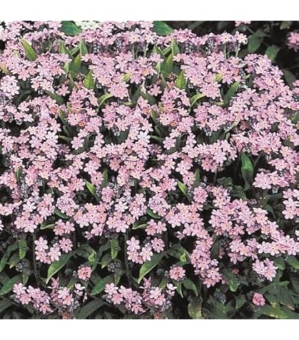 わすれな草樣 71JuJ1mSz1L._UF350,350_QL50_.jpg