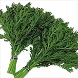 【メール便配送】　国華園　野菜たね　健康野菜　摘み取り中葉春菊　1袋(30ml)【※発送が国華園からの場合のみ正規品です】