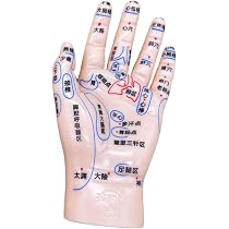 Amazon.co.jp: S.T.S.G 手つぼ 模型 ハンドマネキン 左手 鍼灸 整体