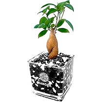 n*o様 元祖⬛︎ 白玉 ガジュマル ⬛︎挿し木用 n*o様 元祖⬛︎ 白玉 ガジュマル ⬛︎挿し木用