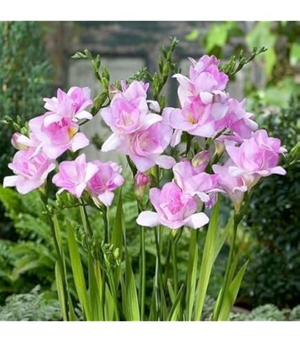 Amazon.co.jp: 夏植え球根 オキザリス ケンアスレット 10球