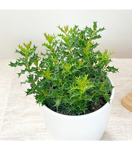 Amazon.co.jp: 縁起物 姫ヒイラギの鉢植え : DIY・工具・ガーデン