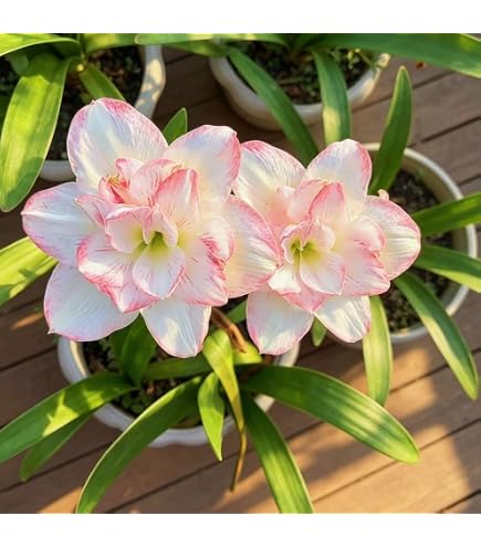 Amazon.co.jp: アマリリス 大輪八重咲き 白とオレンジ、珍しい 鉢植え