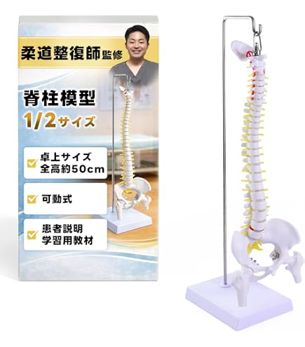 【医療従事者向け】脊椎（腰椎）模型 解剖学教材 リハビリ 患者説明用 Amazon.co.jp: ヒトの解剖学腰椎脊椎モデル - ヒト骨解剖学3Dモデル