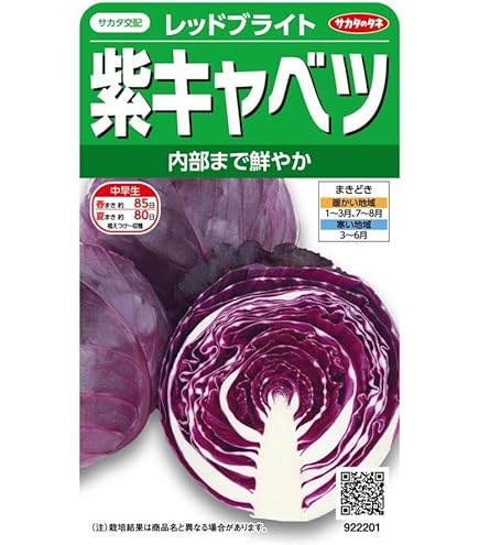 Amazon.co.jp: 植物種子 ポリフェノールを含む赤紫とんがりキャベツ 種