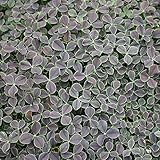 クローバー：ティントネーロ2.5号ポット 5株セット ノーブランド品