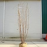 庭木・植木：エゴの木(エゴノキ)　特選品！ ヤマト便大型商品発送！