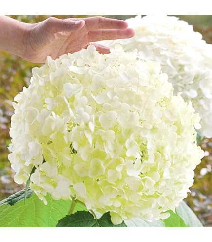 Amazon.co.jp: 輸入紫陽花の苗 ピンパーネルの苗 抜き苗 1苗 : DIY Amazon.co.jp: 輸入紫陽花の苗 ピンパーネルの苗 抜き苗 1苗 : DIY