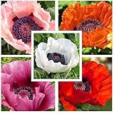 オリエンタルポピーミックスカラー1000種(Orientale Papaver)美しいCombSH B12
