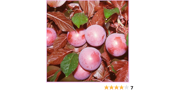 Amazon すもも プラム 苗木 ハリウッド 紅葉すもも 果物