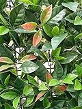 Porpora人工Hedge植物、Greeneryパネル両方アウトドアや屋内の使用に最適、ガーデン、裏庭および/またはホームデコレーション（12パック）by e-joy e-Joy