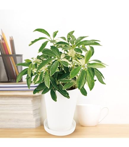 Amazon｜シェフレラ 5.5号鉢 根上り 高さ85センチくらい｜観葉植物