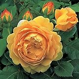 バラ苗 ゴールデンセレブレーション 大苗ＥＲ6Ｌ専用角鉢入 黄色系 イングリッシュローズ